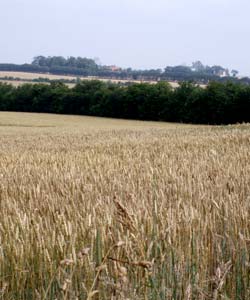 Kornmark lige før høst